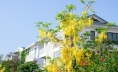 Hoa muồng Hoàng yến tại Ecogarden